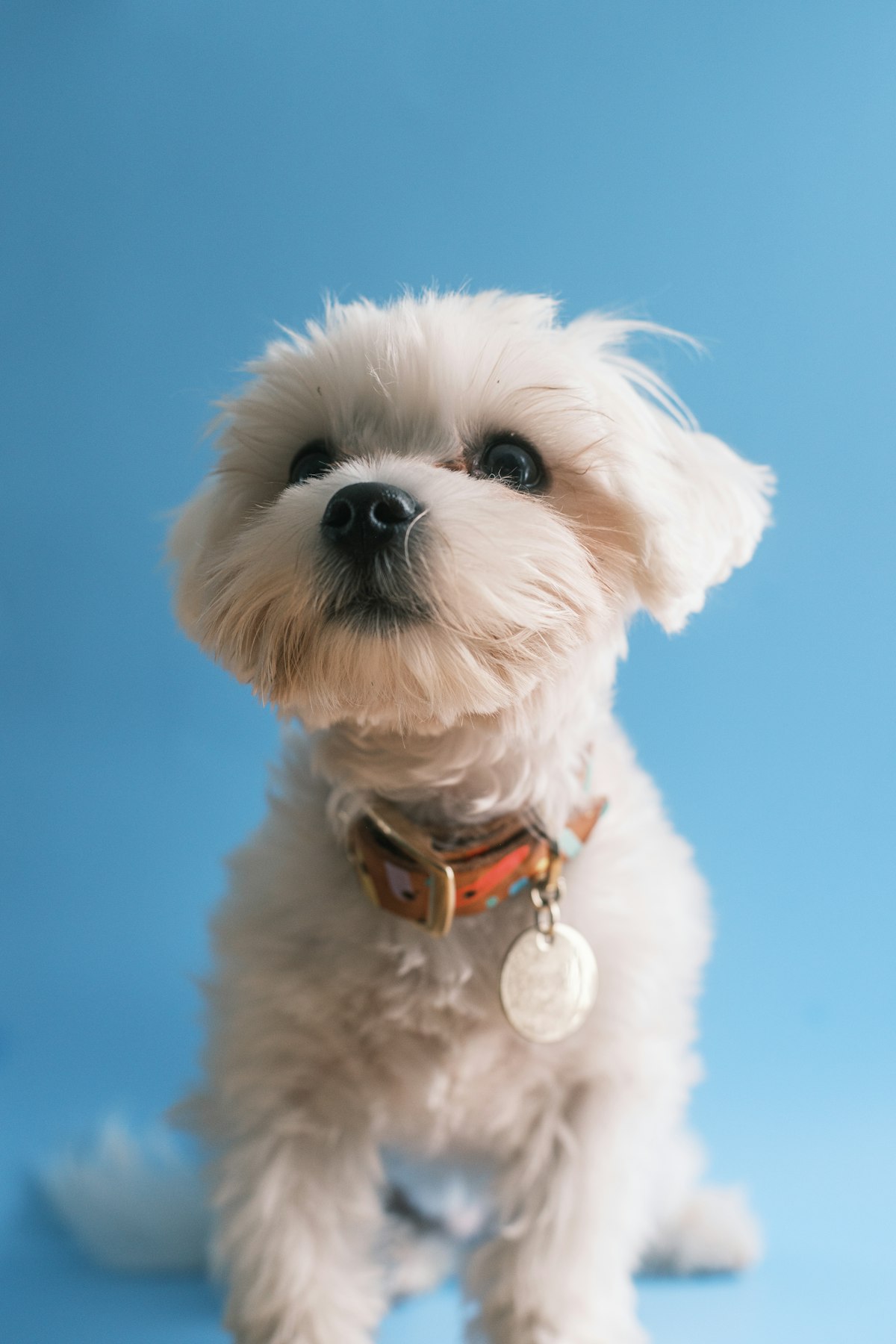 Dog Collar Singapore: Why Owners Are Swapping the Metal Tag for a Printed Name