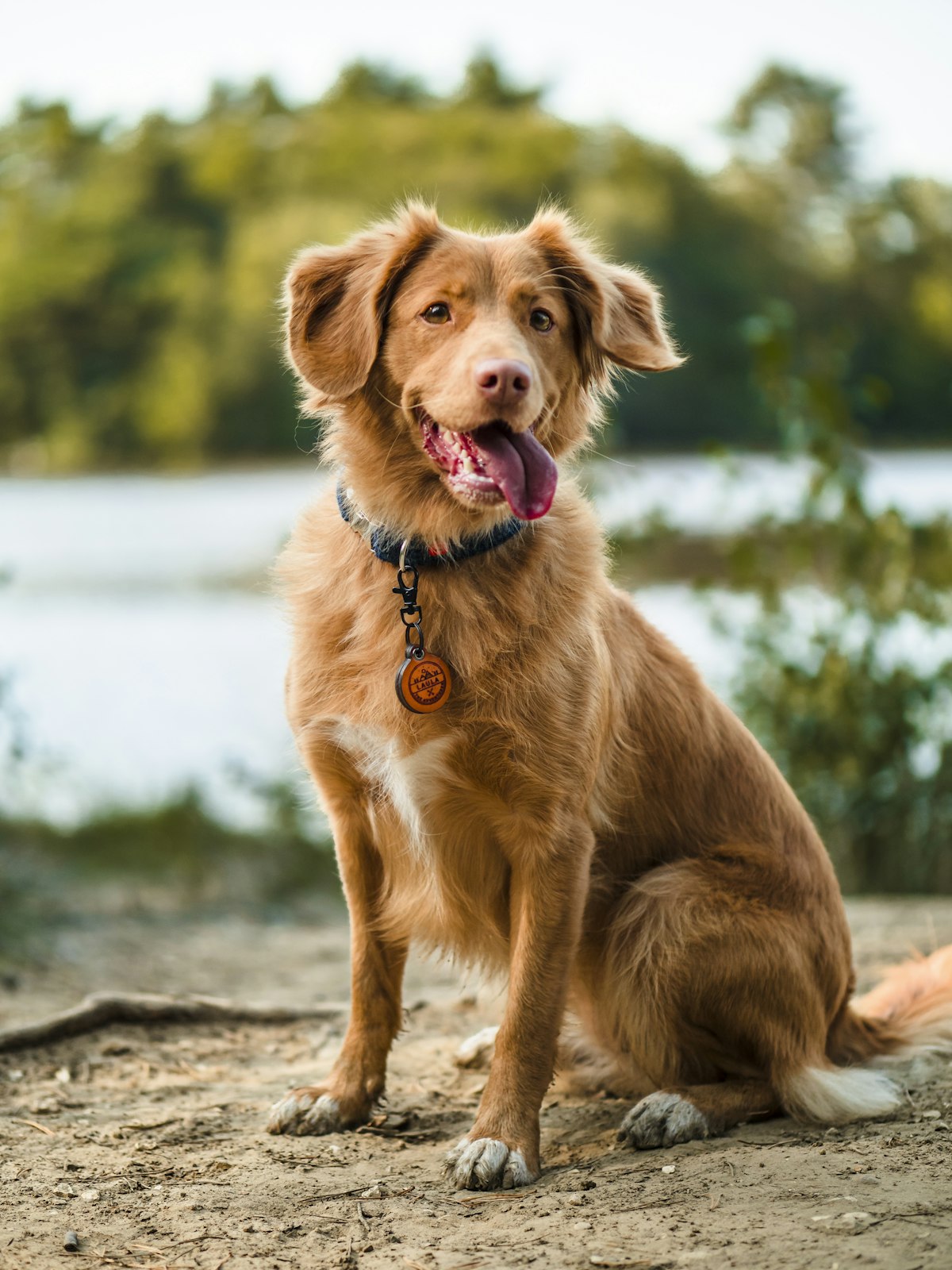 Pet Accessories Singapore: How Personalised Printing Moved From Name Cards to Dog Collars